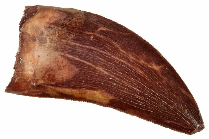 Serrated, Carcharodontosaurus Tooth - Real Dinosaur Tooth #329882